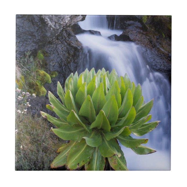 Grosseira Gigante Ou Dendrosenecio 2 (Frente)