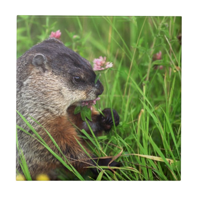 Groundhog Comedor de Vestuário (Frente)