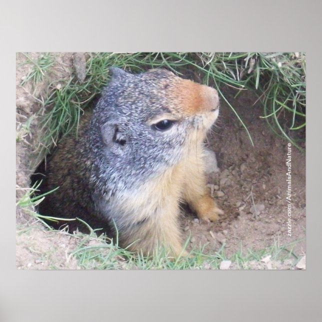 Groundhog Poster (Frente)