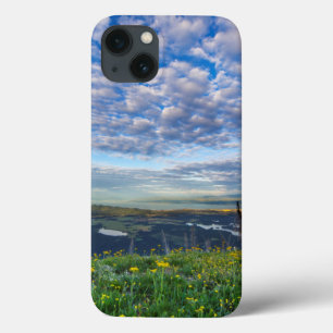 Groundsel Wildflowers in the Swan Range