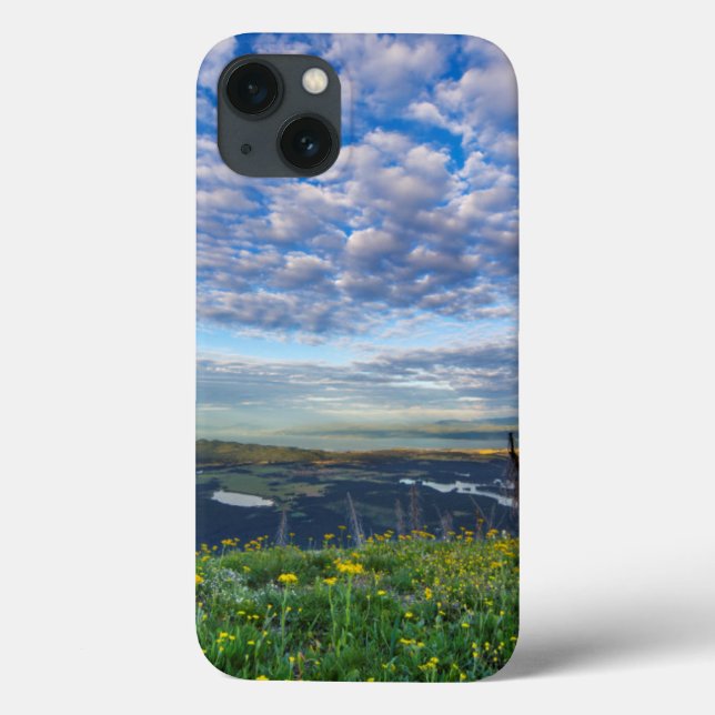 Groundsel Wildflowers in the Swan Range (Verso)