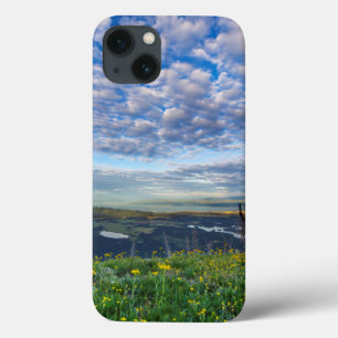 Groundsel Wildflowers in the Swan Range