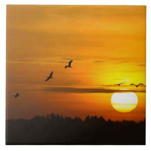 Gruas ao nascer do sol