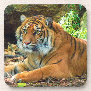 Grupo da porta copos da sabedoria do tigre