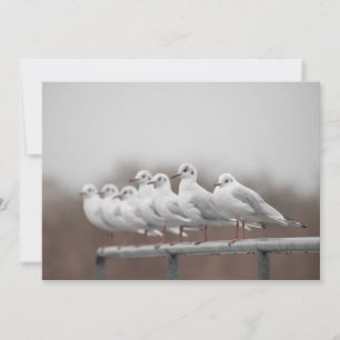 Grupo de gaivotas Natureza Cartão com fotos
