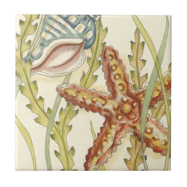 Grupo de Shell Multicolores (Frente)