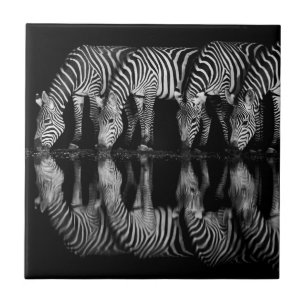 Grupo de Zebras-da-planície Bebem Juntos à Noite