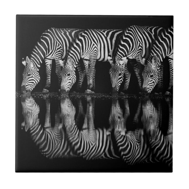 Grupo de Zebras-da-planície Bebem Juntos à Noite (Frente)