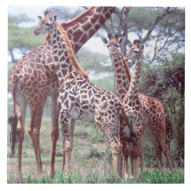 Grupo ou Manada de Girafas com Filhotes, Giraffa (Frente)