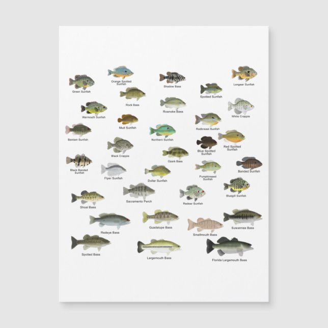 Grupo Sunfish da América do Norte (Frente)