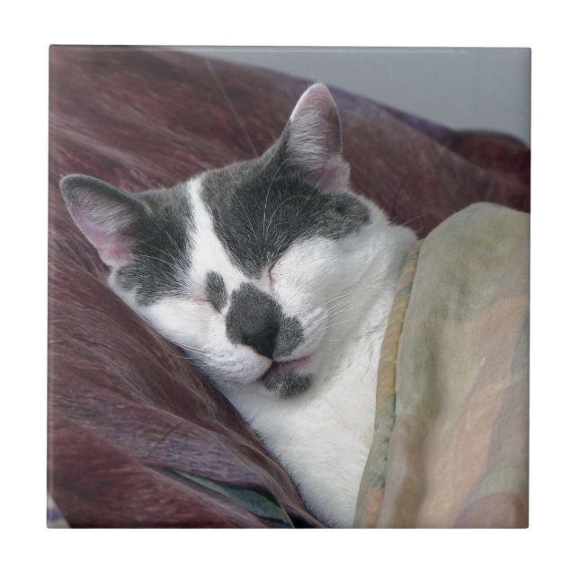 Guarda de Gatos (Frente)