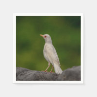 Albino Robin em Crown Point