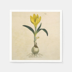 Guardanapo De Papel Amaryllis Botanical Art Desenho Vintage