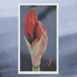 Guardanapo De Papel Amaryllis Bud Elegante Floral Azul