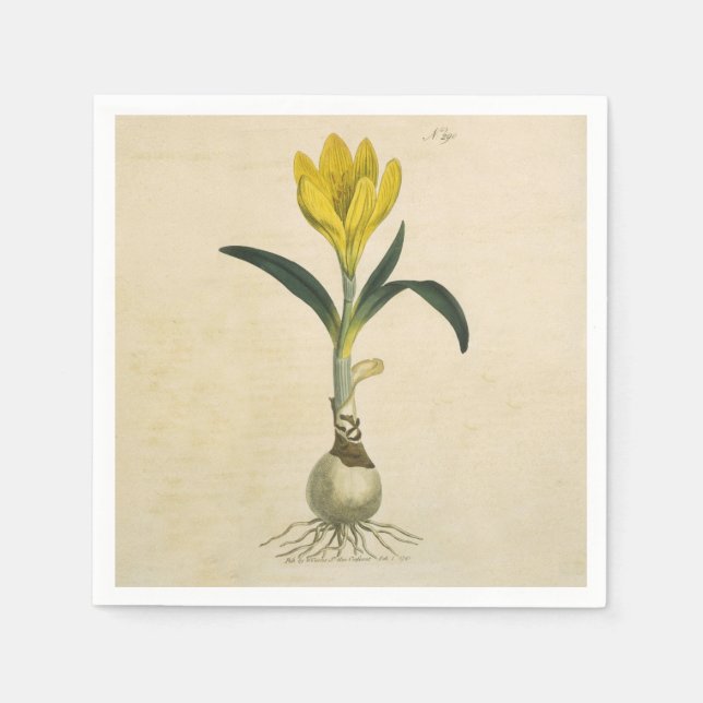 Guardanapo De Papel Amaryllis Tulip Botanical Garden Flower (Frente)