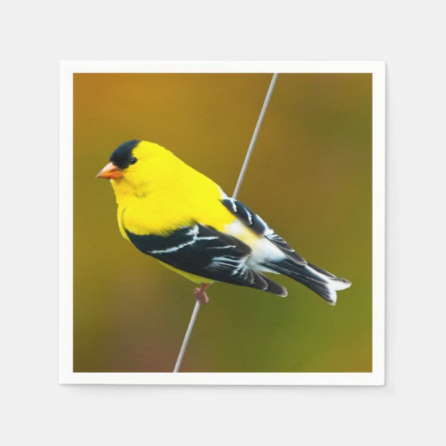 Guardanapo De Papel American Goldfinch - Fotografia original (Frente)