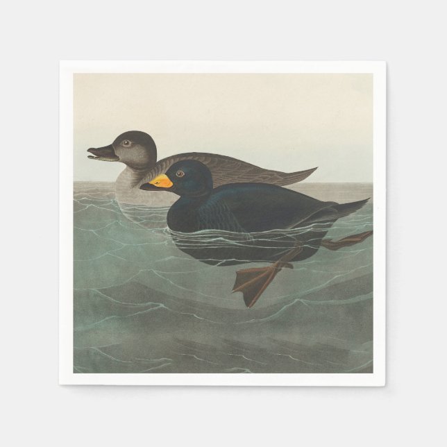 Guardanapo De Papel Audubon American Scoter Duck Classic (Frente)
