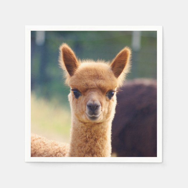 Guardanapo De Papel Baby Alpaca Standard Cocktail Napkin (Frente)