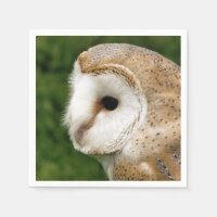 BARN OWL