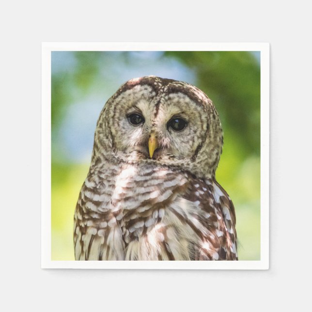 Guardanapo De Papel Barred Owl (Frente)
