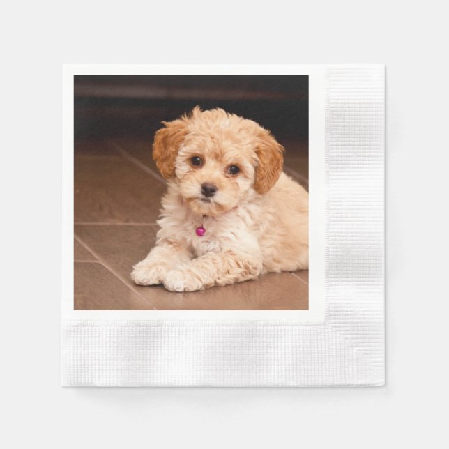 Guardanapo De Papel Bebês de poodle maltês ou cão maltipoo (Frente)