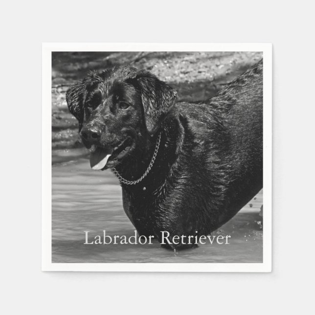 Guardanapo De Papel Black Labrador Retriever in Water (Frente)