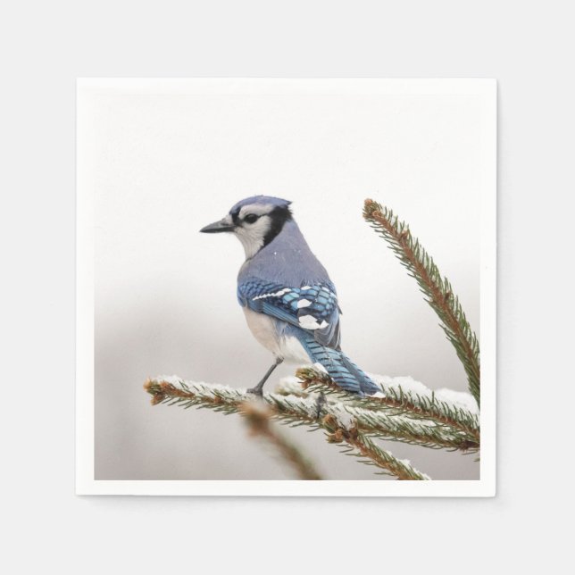 Guardanapo De Papel Blue Jay no inverno (Frente)
