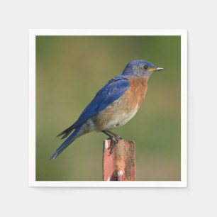 Guardanapo De Papel Bluebird