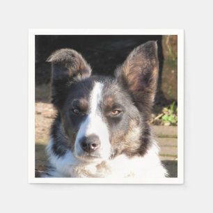 GUARDANAPO DE PAPEL BORDER COLLIE