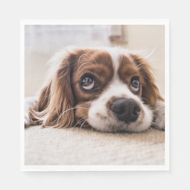 Guardanapo De Papel Cachorro Panelado De Olhos Tristes (Frente)