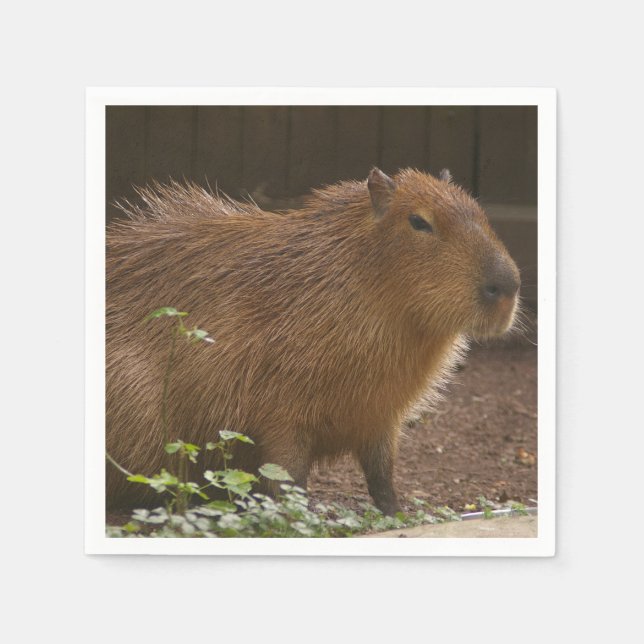 Guardanapo De Papel Capybara (Frente)