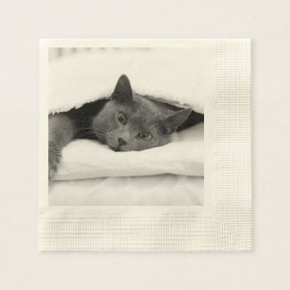 Guardanapo De Papel Cinza Gato Sob Cobertura Branca