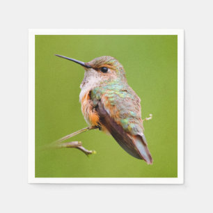 Guardanapo De Papel Colibri Rufous que senta-se no Lilac de Califórni