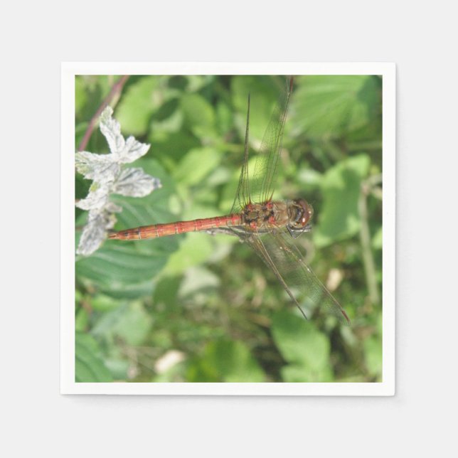 Guardanapo De Papel Common Darter Dragonfly Napkins (Frente)
