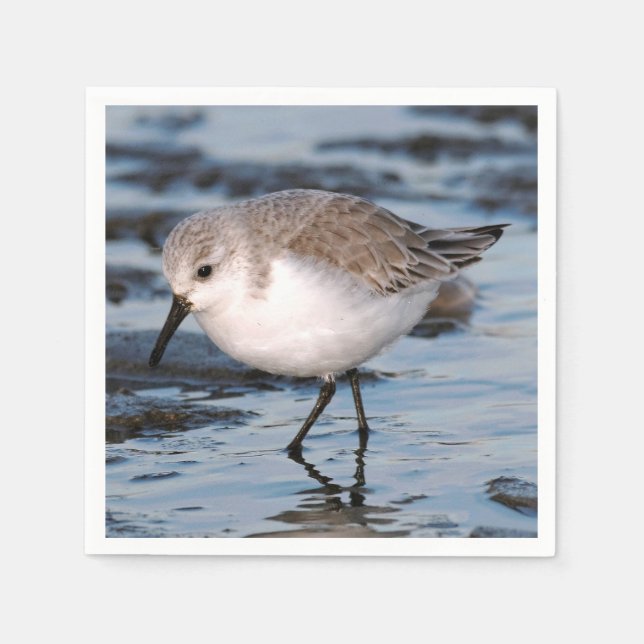 Guardanapo De Papel Cute Sanderling Sandpiper Wanders (Frente)