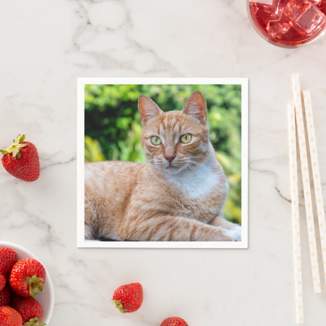 Guardanapo De Papel Doce gatinho (Insitu)