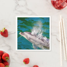 Dolphin In Milford Sound, Nova Zelândia