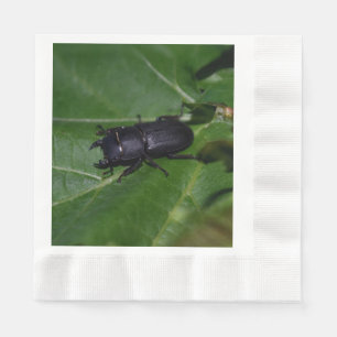 Guardanapo De Papel Dorcus parallelipipedus , o escaravelho inferior