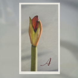 Guardanapo De Papel Elegante Amaryllis Bud Minimalista
