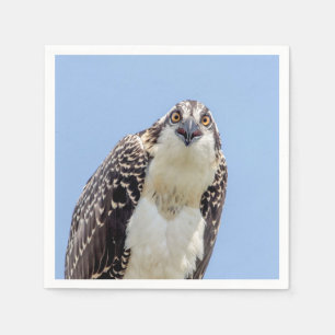 Guardanapo De Papel Fechamento de um Osprey Juvenil