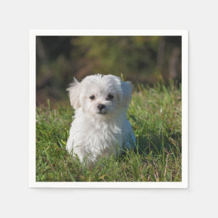 Guardanapo De Papel filhote de cachorro maltês na grama