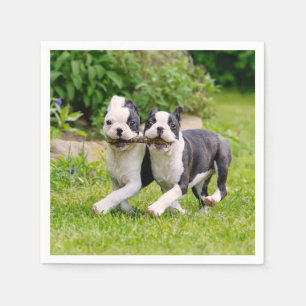 Guardanapo De Papel Filhotes engraçados de Boston Terrier brincando -