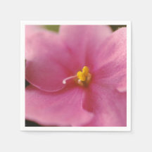 Flor Pastel Pink African Violet (Saintpaulia)