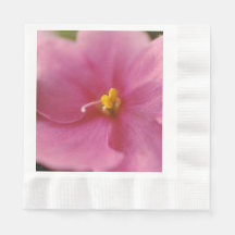Flor Pastel Pink African Violet (Saintpaulia)
