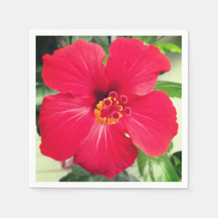 Guardanapo De Papel Flor Vermelha de Hibiscus Rosa-sinensis