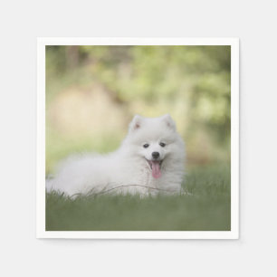 Guardanapo De Papel Fluffy White Keeshond Puppy