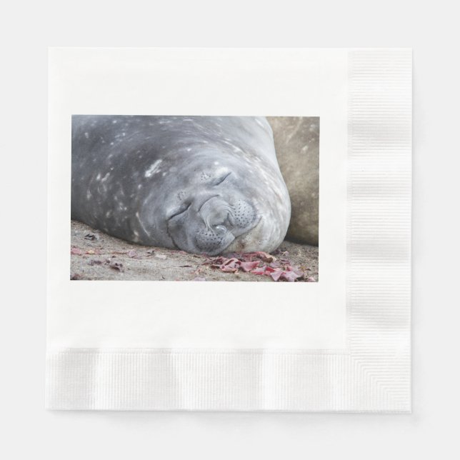 Guardanapo De Papel Foca-elefante que dorme (Frente)