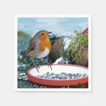 Foto do alimentador europeu Robin