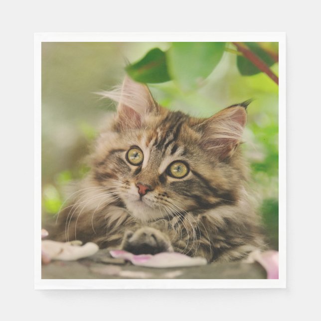 Guardanapo De Papel Gatinho do Maine Coon (Frente)