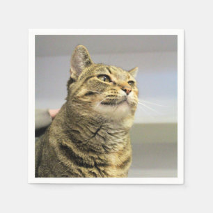 Guardanapo De Papel Gato